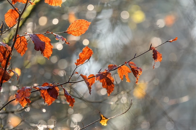 Foto foglie di faggio nella foresta in autunno