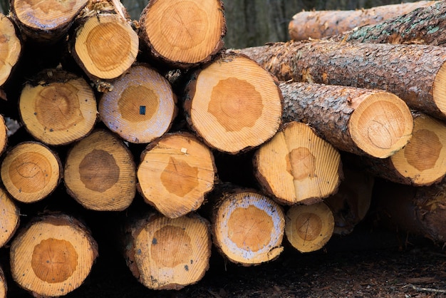 Beech logs, national park, forest lumber. Wood material