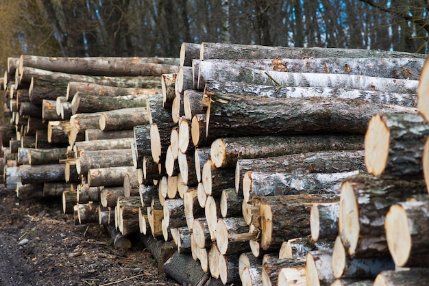 Tronchi di faggio, parco nazionale, legname forestale. materiale in legno