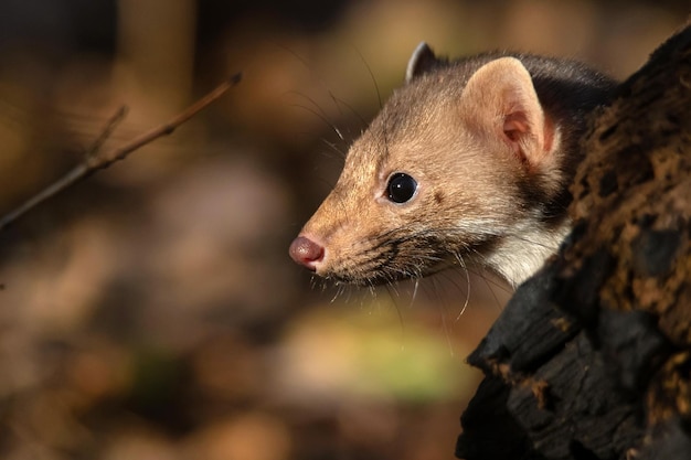 Beech marten or martes foina also known as stone marten or whitebreasted marten