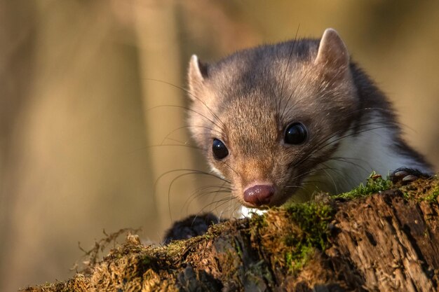 Beech marten or martes foina also known as stone marten or whitebreasted marten