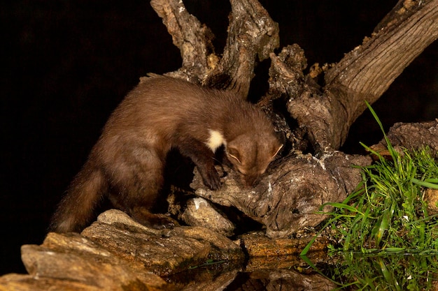 beech marten stone marten house marten or white breasted marten Martes foina Salamanca Spain