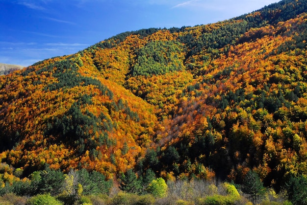 Beech and Scots pine forest in the Irati Forest with the colors of autumn. Navarre. Spain