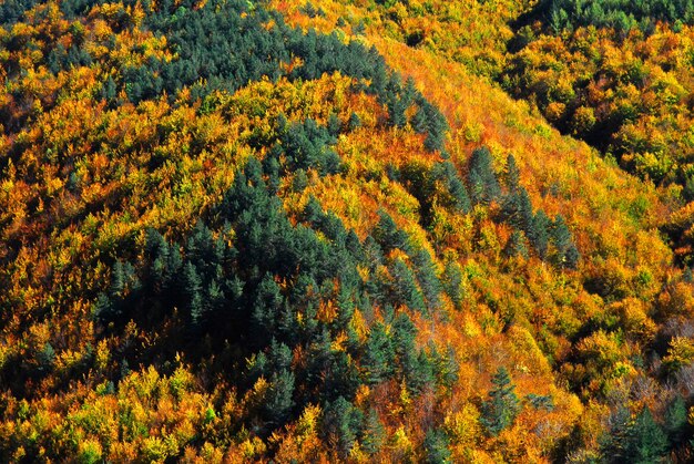 가을의 색으로 물든 Irati Forest의 너도밤나무와 스코틀랜드 소나무 숲. 나바라. 스페인