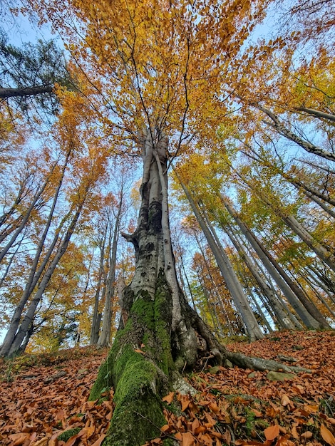 Photo beech tree in autumn in the middel of the rambouillet's forest french beech tree