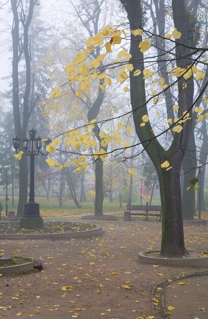 Ветка бука на фоне осеннего городского парка