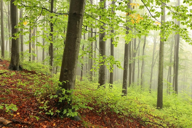 Foto faggi nella foresta di autunno in un tempo nebbioso e piovoso