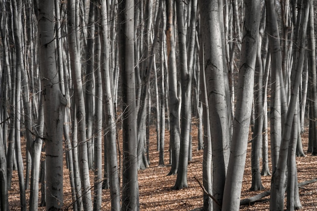 Beech trees trunks in a spring forest with a fallen leaves on the ground. Endless forest perspective