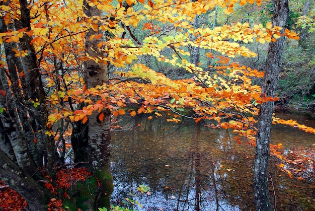 川沿いの黄色とオレンジ色の紅葉を持つブナの木