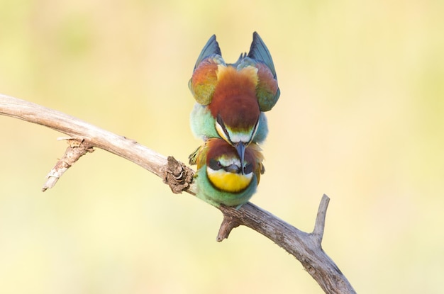 Beeeater Family bedrijft de liefde