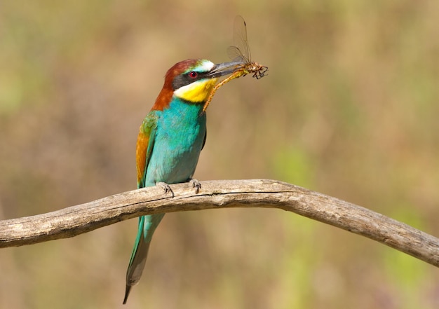 Beeeater Merops apiaster 새가 나뭇가지에 앉아 부리에 잠자리를 들고 있다