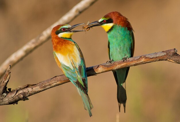 Beeeater Merops apiaster 수컷이 암컷에게 선물을 줍니다.