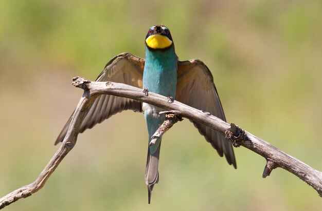 Пчелоед Merops apiaster Одна из самых ярких птиц