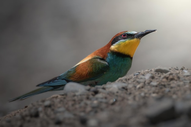 Beeeater Merops apiaster