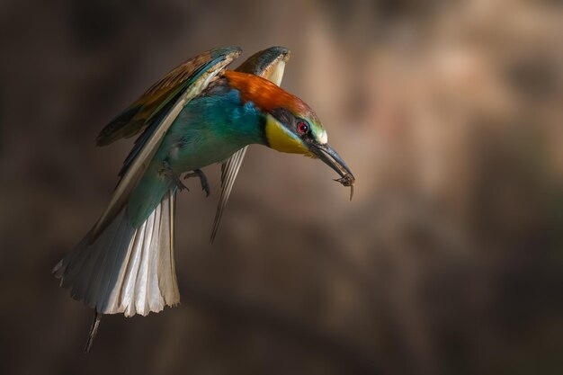 Beeeater Merops apiaster