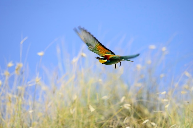 Beeeater сидел на ветке с насекомым в клюве