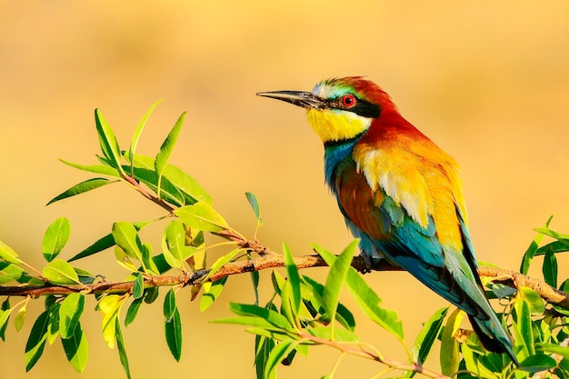 Beeeater сидел на ветке с насекомым в клюве