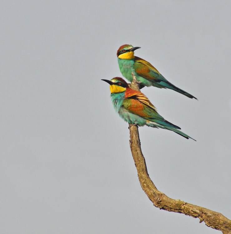 Photo beeeaters birds perched on branch