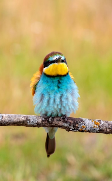 Beeeaters perched on a branch