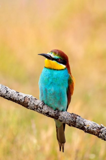 Beeeaters perched on a branch