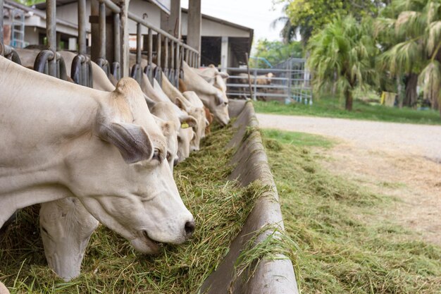 Beef Cattle Cow livestock in farm