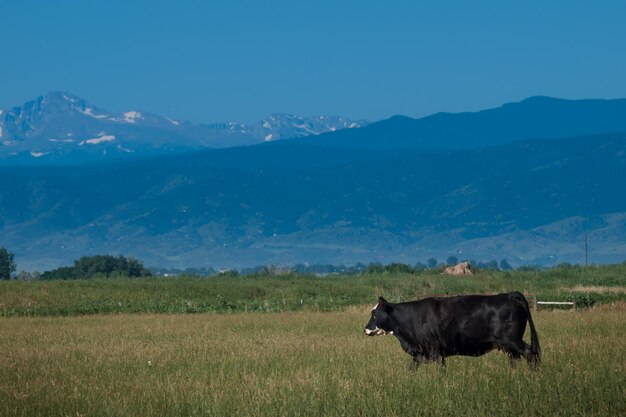 Bovini da carne nel nord del colorado.