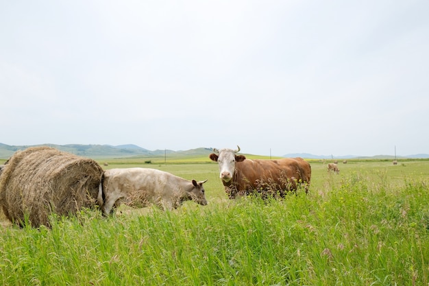 Vacche da carne e vitelli al pascolo nei campi mangiano fieno e insilato