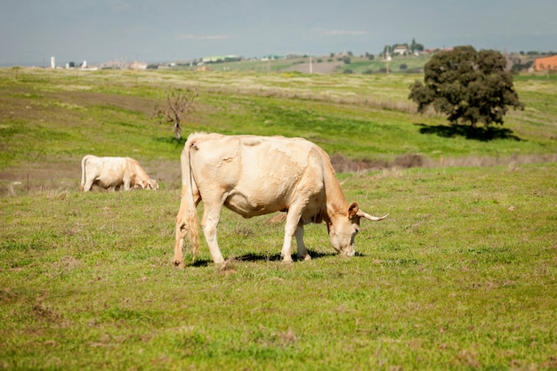 Beef cows grazing in the pastures