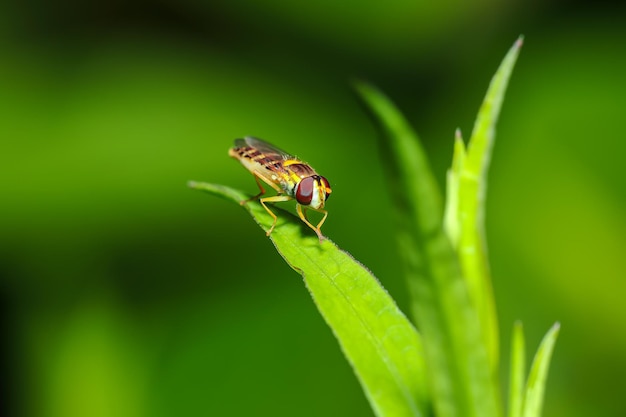 Beefly closeup on a leaf