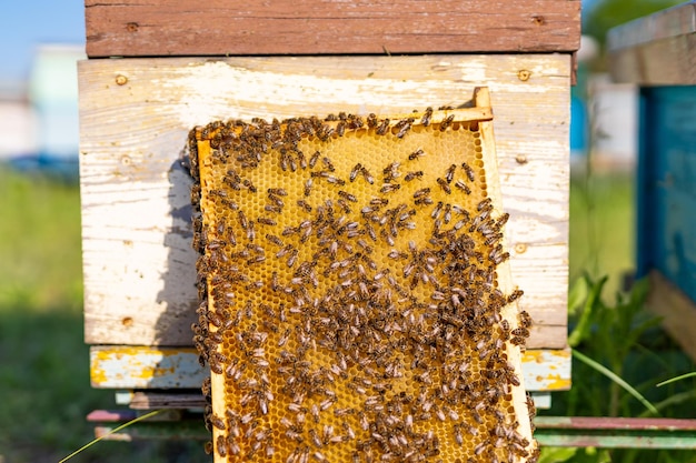 Beehive frames full of bees Beekeeping wooden hives with bees