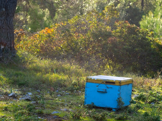 A beehive stands in a forest in a Greek village