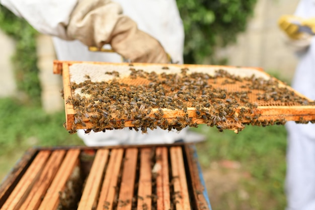 A beehive with bees Close up macro