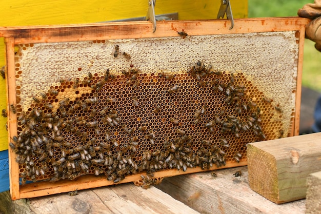 Photo a beehive with bees close up