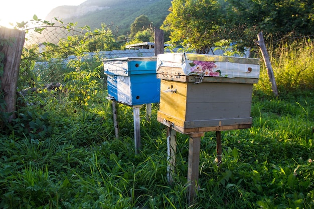 Beehives in a field with a mountain in the background