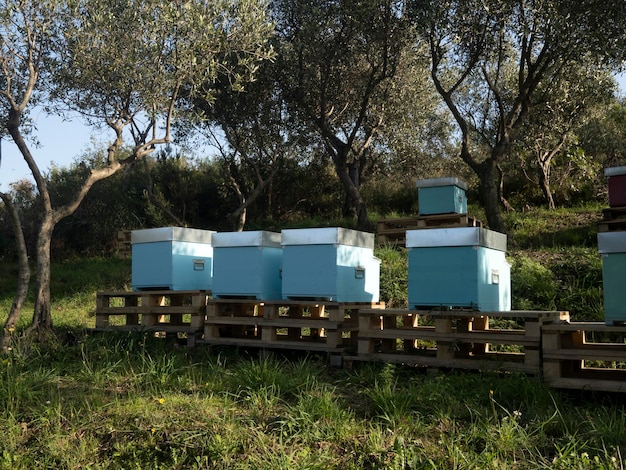 Beehives in a field