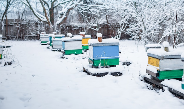 Beehives in the garden in winter