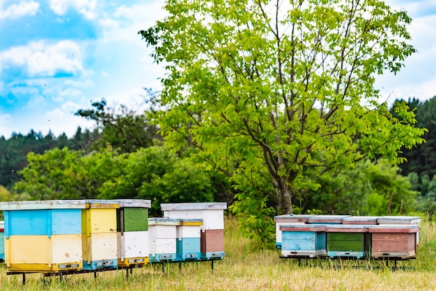 Beehives on a green meadow Rural summer landscape