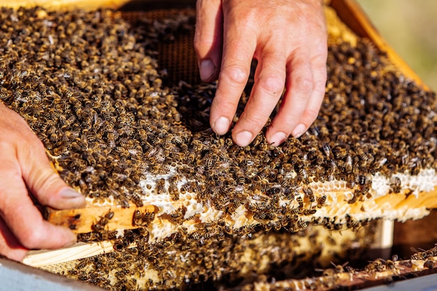 Beekeeper in an apiary holding a frame of honeycomb covered with swarming bees