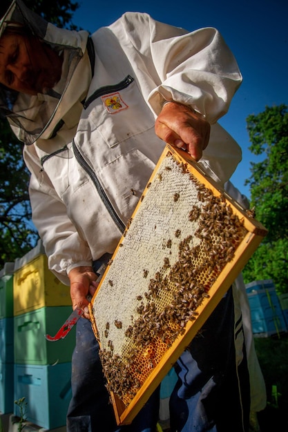 Un apicoltore in un apiario con in mano una cornice con miele e api