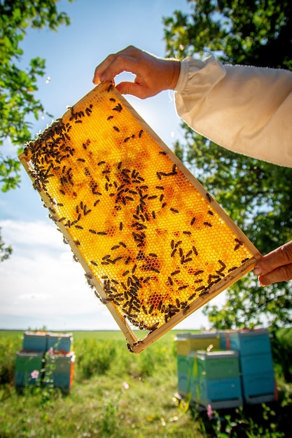 A beekeeper at an apiary holding a frame with honey and bees