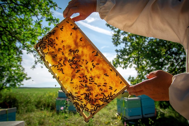 A beekeeper at an apiary holding a frame with honey and bees