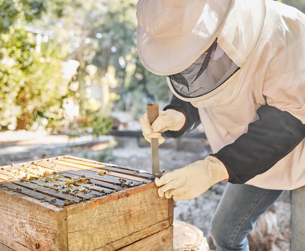 Beekeeper bees and honey production process for natural organic wax extraction sustainability farming and honeycomb industry worker on farm Beekeeping equipment bee hive and bees wax farmer