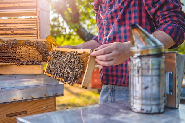 Beekeeper checking beehives