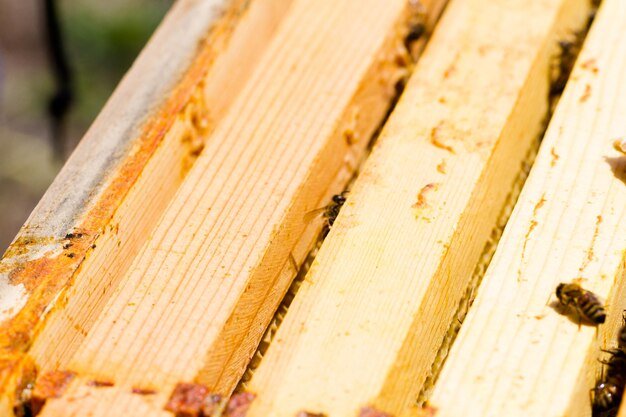 A beekeeper checking her hive.