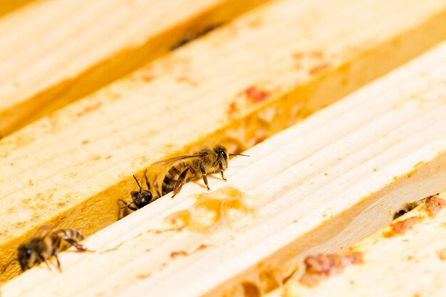 A beekeeper checking her hive.