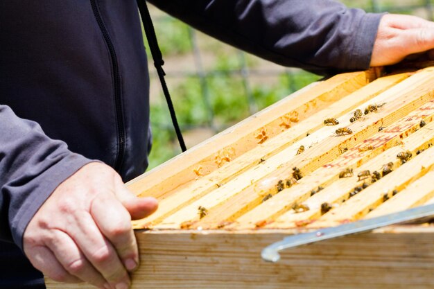 A beekeeper checking her hive.