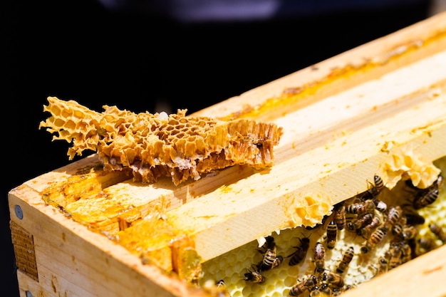 A beekeeper checking her hive.