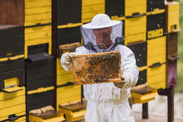 Beekeeper checking honeycomb at beehive