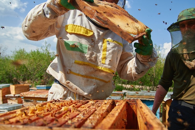 A beekeeper checks the hives