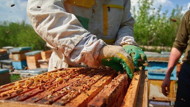 A beekeeper checks the hives